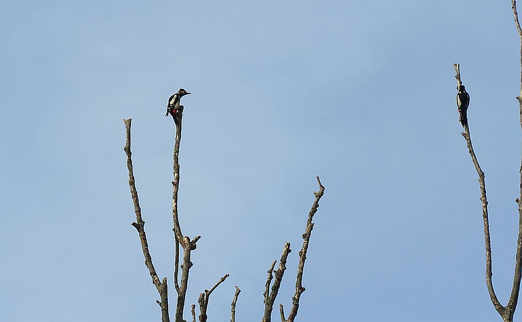  Great spotted Woodpecker 
